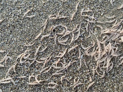 Eumalacostraca