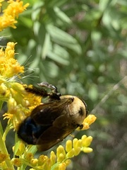 Xylocopa virginica texana