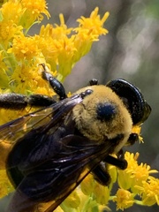 Xylocopa virginica texana