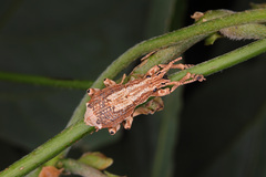 Episomus chinensis