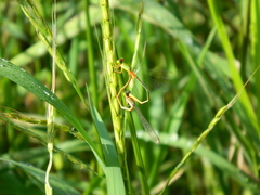Ceriagrion cerinorubellum