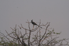 Corythaixoides concolor