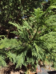 Cupressus × leylandii