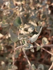 Atriplex halimus