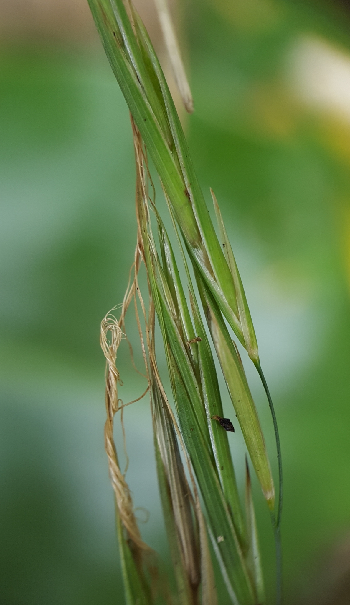 (c) François Rousseu, certains droits réservés (CC BY-NC) https://www.inaturalist.org/observations/139649008
