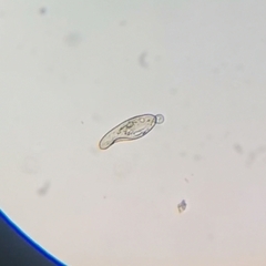 Paramecium
