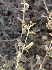 Atriplex halimus