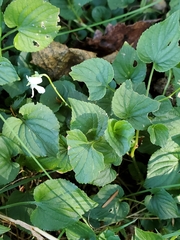 Viola striata