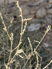 Atriplex halimus