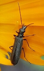 Oedemera