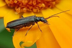 Oedemera
