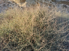 Atriplex halimus