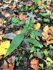 Symphyotrichum retroflexum