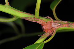 Thelcticopis