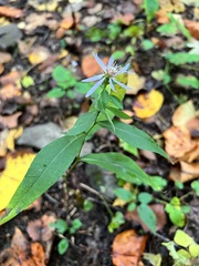 Symphyotrichum retroflexum
