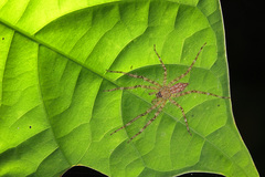 Pandercetes