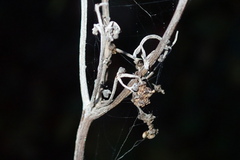 Podosphaera filipendulae