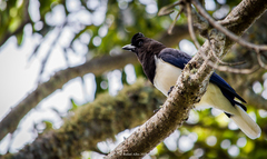 Cyanocorax cristatellus