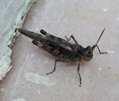 Acrotylus