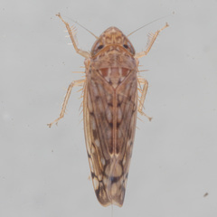 Osbornellus filamentus