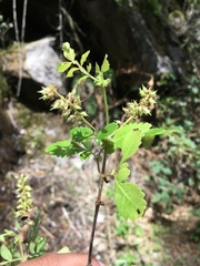 Weinmannia