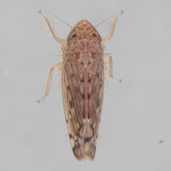 Osbornellus filamentus