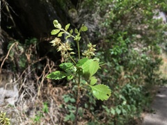 Weinmannia