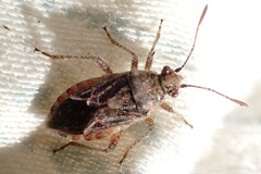 Arhyssus