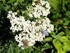 Achillea millefolium