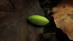 Apoda limacodes
