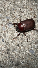 Phyllophaga