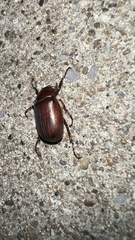 Phyllophaga