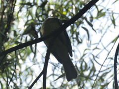 Myiarchus cephalotes