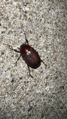 Phyllophaga