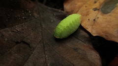 Apoda limacodes
