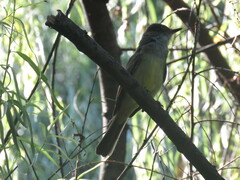 Myiarchus cephalotes