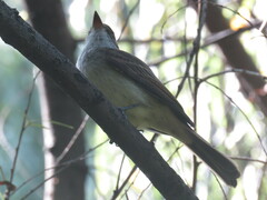 Myiarchus cephalotes