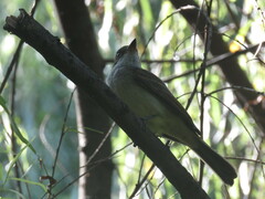 Myiarchus cephalotes