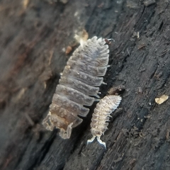 Armadilloniscus lindahli
