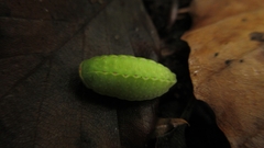 Apoda limacodes