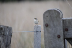 Ammodramus humeralis