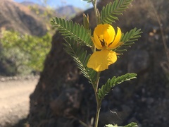Chamaecrista glandulosa