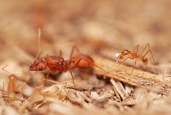 Pheidole fallax