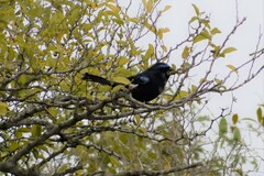 Cyanoloxia brissonii