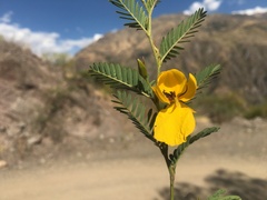 Chamaecrista glandulosa