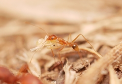 Pheidole fallax