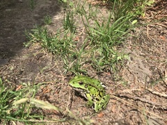 Pelophylax