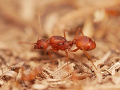 Pheidole fallax