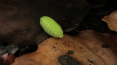 Apoda limacodes