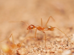 Pheidole fallax
